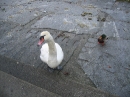 Geneva in February 198 * Just waiting to give us the bird flu * 2592 x 1944 * (2.82MB)